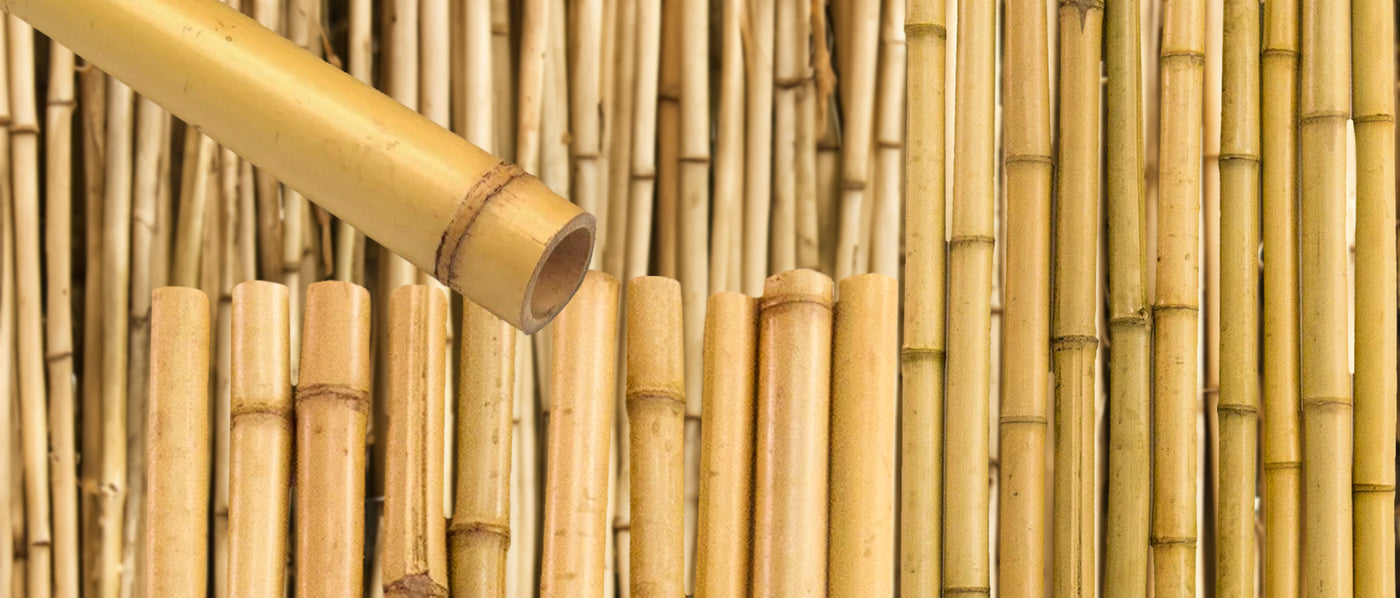 Bete de bambus