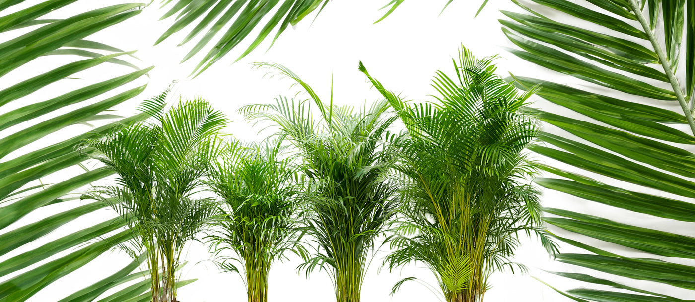 Palmieri Areca naturali