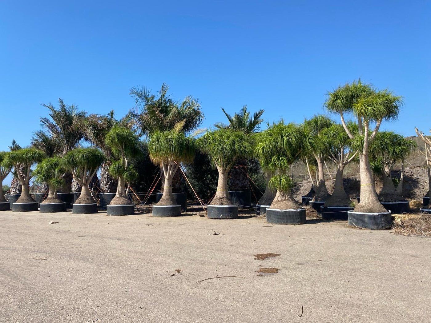 Palmieri rezistenti la ger cu temperaturi până la -20°C