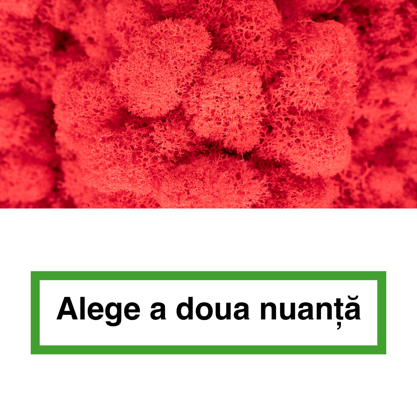 Licheni curatati si fara radacina in 2 culori 500g NET, calitate ULTRA PREMIUM, rosu watermelon RR40 cu