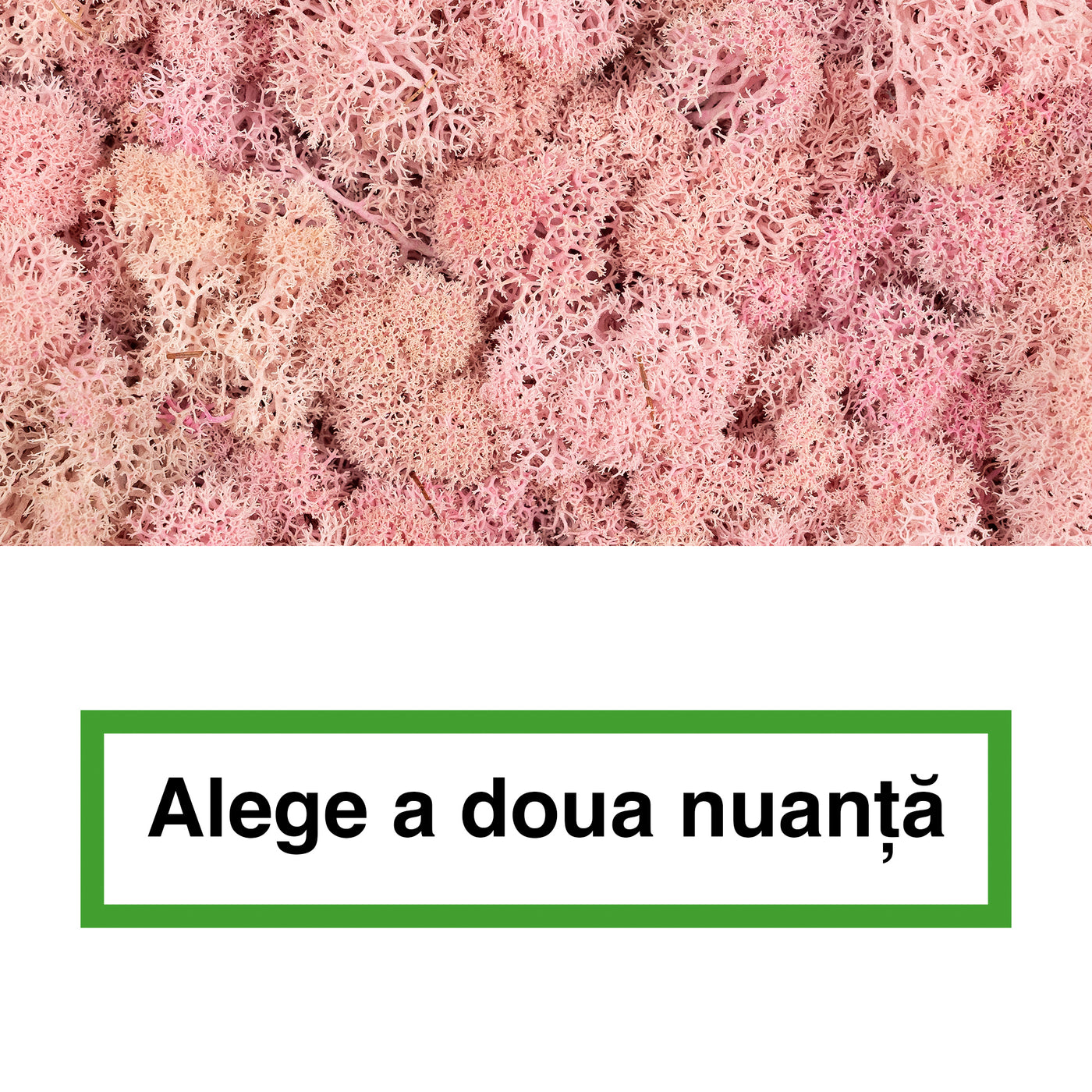 Licheni curatati si fara radacina in 2 culori 500g NET, calitate ULTRA PREMIUM, roz pal RR31 cu