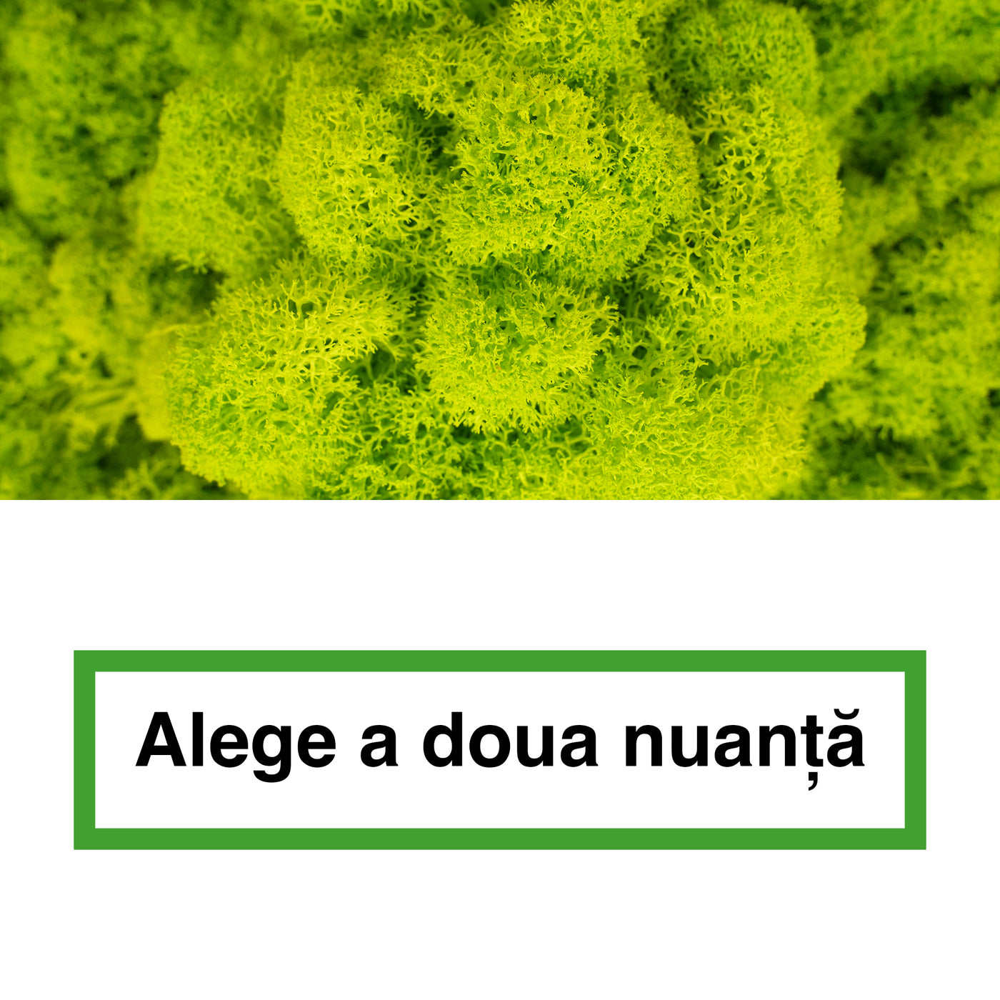 Licheni curatati si fara radacina in 2 culori 500g NET, calitate ULTRA PREMIUM, verde lime RR35 cu
