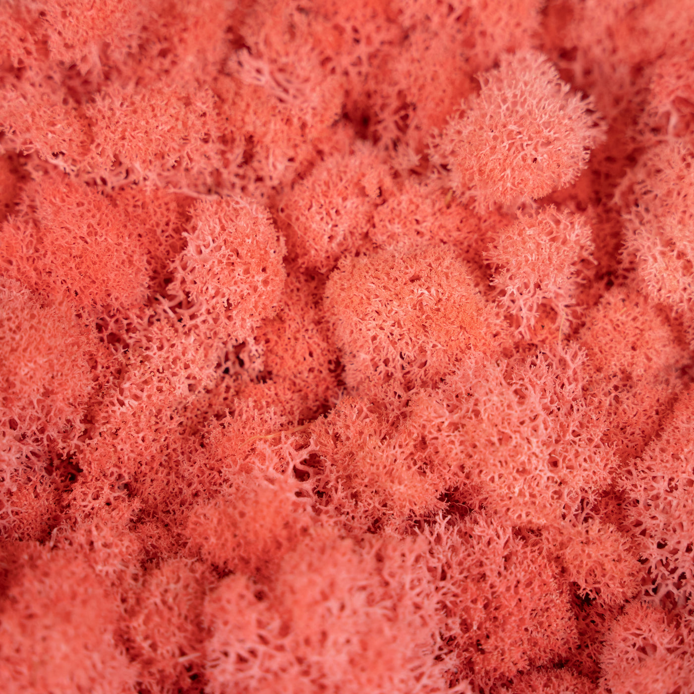 Licheni curatati si fara radacina conservati 500g NET, calitate ULTRA PREMIUM, roz corai RR32