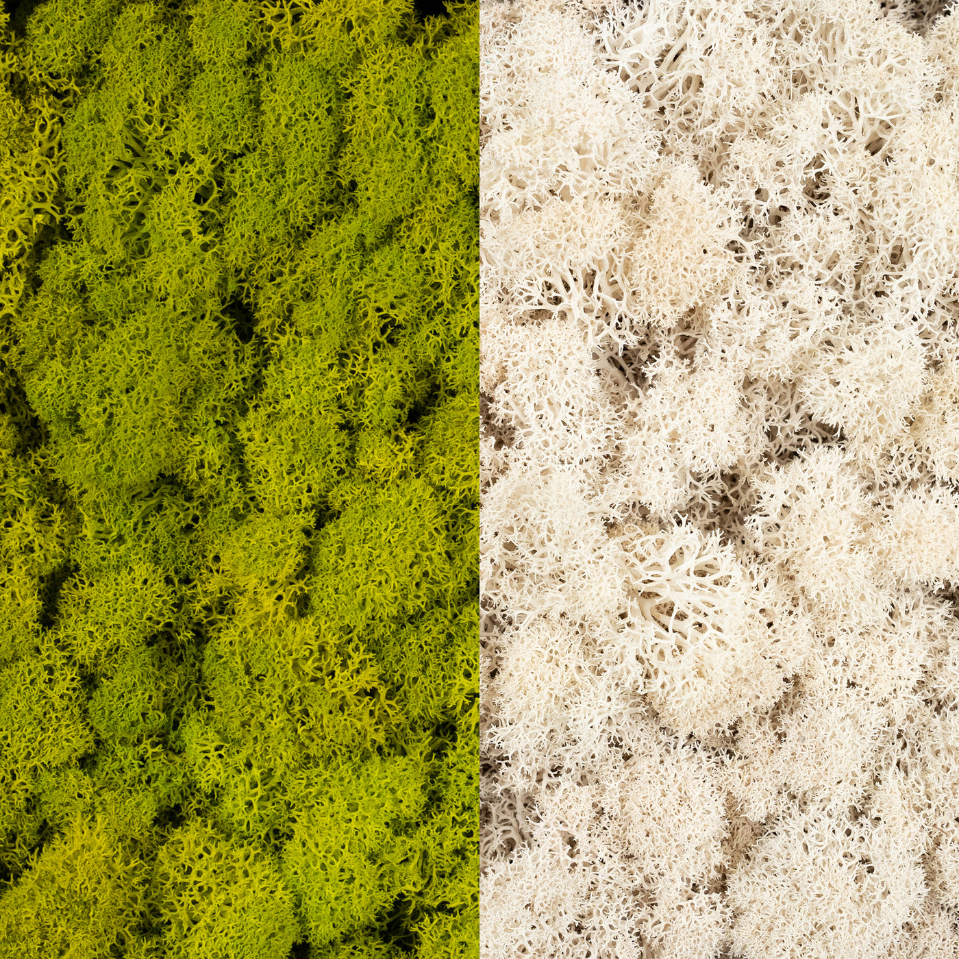 Licheni curatati si fara radacina in 2 culori 500g NET, calitate ULTRA PREMIUM, verde primavara RR05 cu
