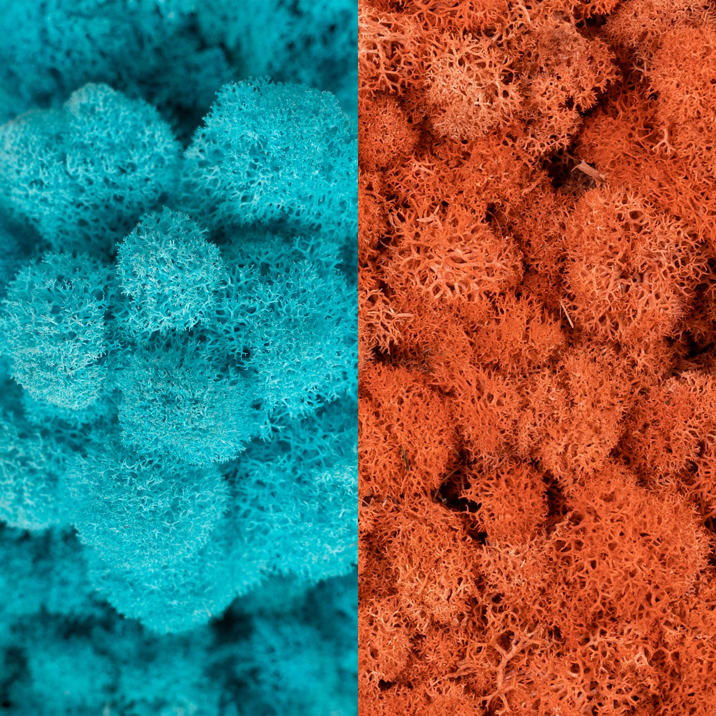 Licheni curatati si fara radacina in 2 culori 500g NET, calitate ULTRA PREMIUM, turcoaz marin RR44 cu