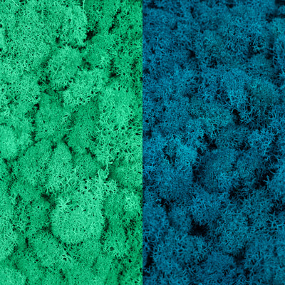 Licheni curatati si fara radacina in 2 culori 500g NET, calitate ULTRA PREMIUM, verde menta RR10 cu
