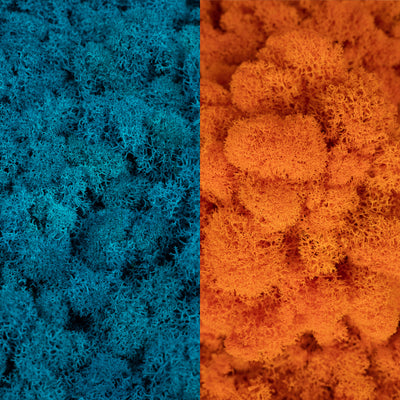 Licheni curatati si fara radacina in 2 culori 500g NET, calitate ULTRA PREMIUM, albastru clasic deschis RR15L cu