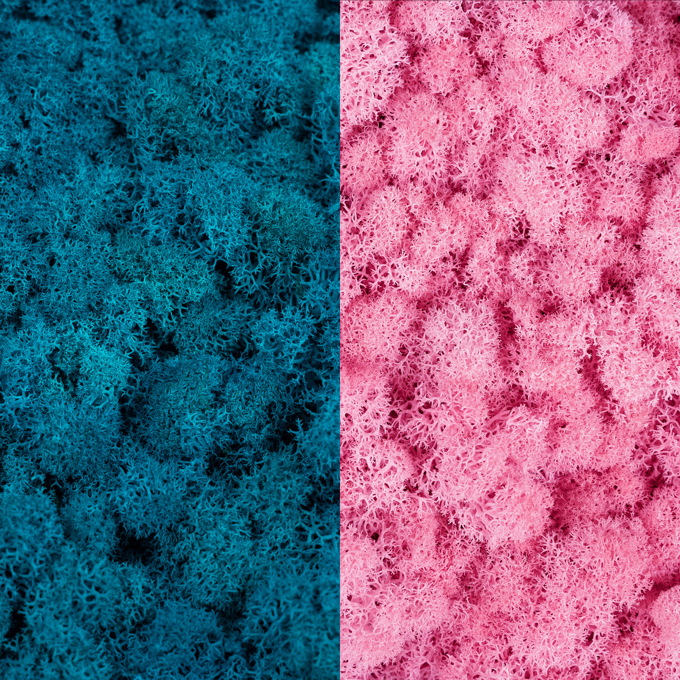Licheni curatati si fara radacina in 2 culori 500g NET, calitate ULTRA PREMIUM, albastru clasic deschis RR15L cu