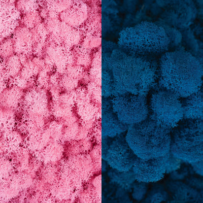 Licheni curatati si fara radacina in 2 culori 500g NET, calitate ULTRA PREMIUM, roz clasic RR26 cu