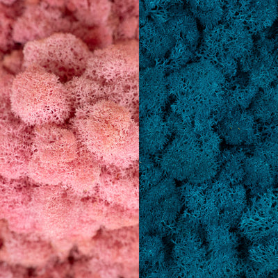 Licheni curatati si fara radacina in 2 culori 500g NET, calitate ULTRA PREMIUM, roz deschis RR21 cu