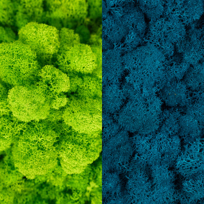 Licheni curatati si fara radacina in 2 culori 500g NET, calitate ULTRA PREMIUM, verde neon RR34 cu