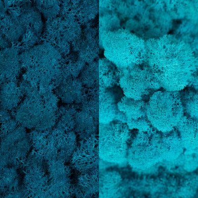 Licheni curatati si fara radacina in 2 culori 500g NET, calitate ULTRA PREMIUM, albastru clasic mediu RR15M cu