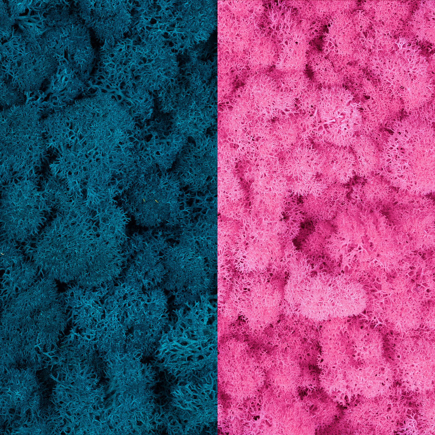 Licheni curatati si fara radacina in 2 culori 500g NET, calitate ULTRA PREMIUM, albastru clasic mediu RR15M cu