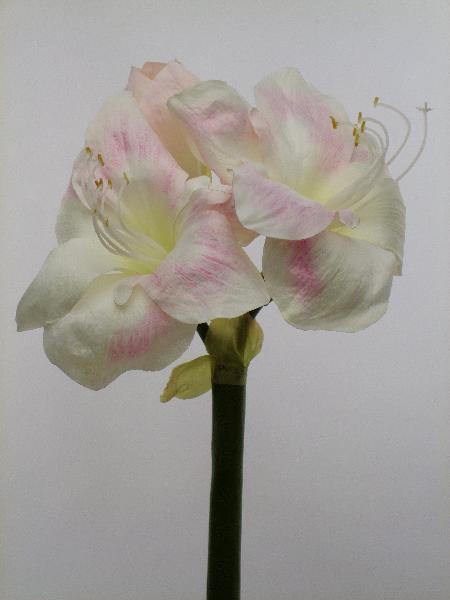 Amaryllis artificial D20xH60 cm HO roz