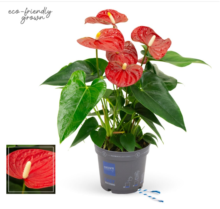 Anthurium andrianum Karma Red cu 5 flori D30xH43 cm