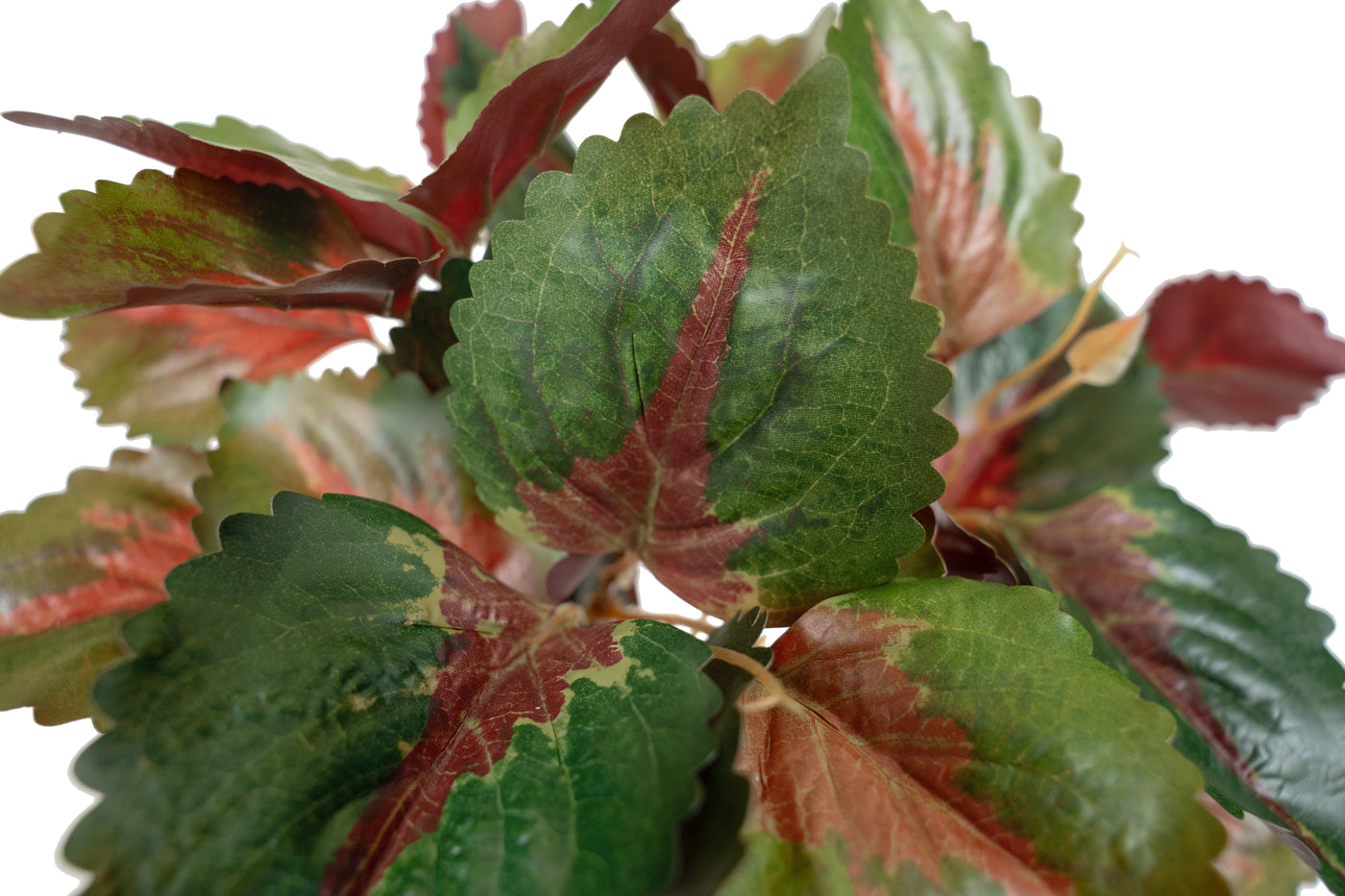Begonia Rex artificiala verde cu rosu D35xH40 cm cu protectie UV