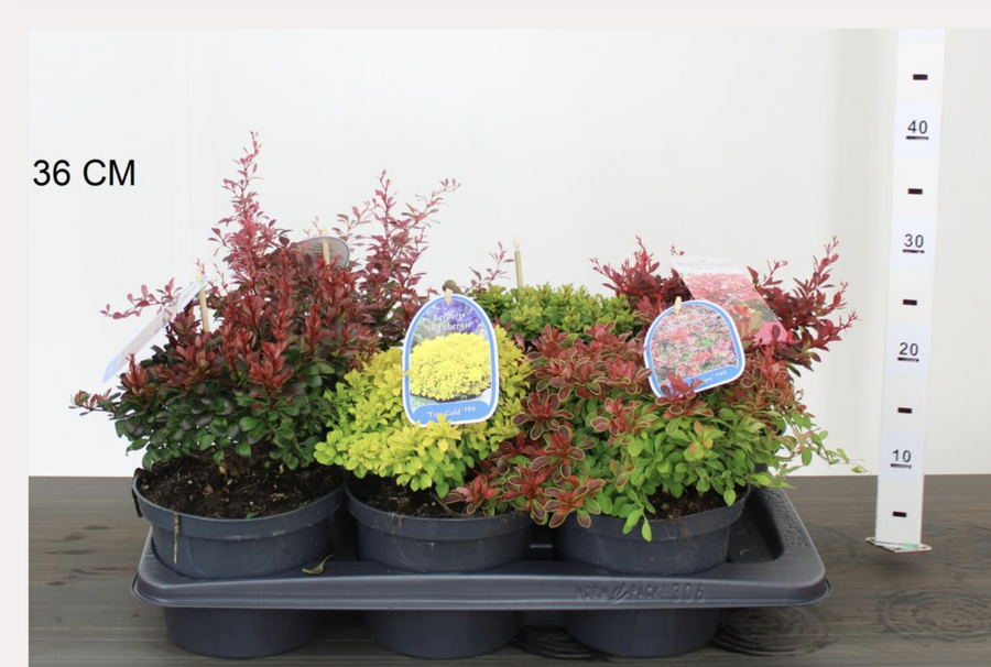 Berberis mix D20xH36cm - C2