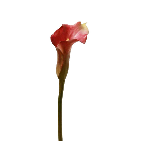Calla artificiala fucsia D5x12xH63 cm HO