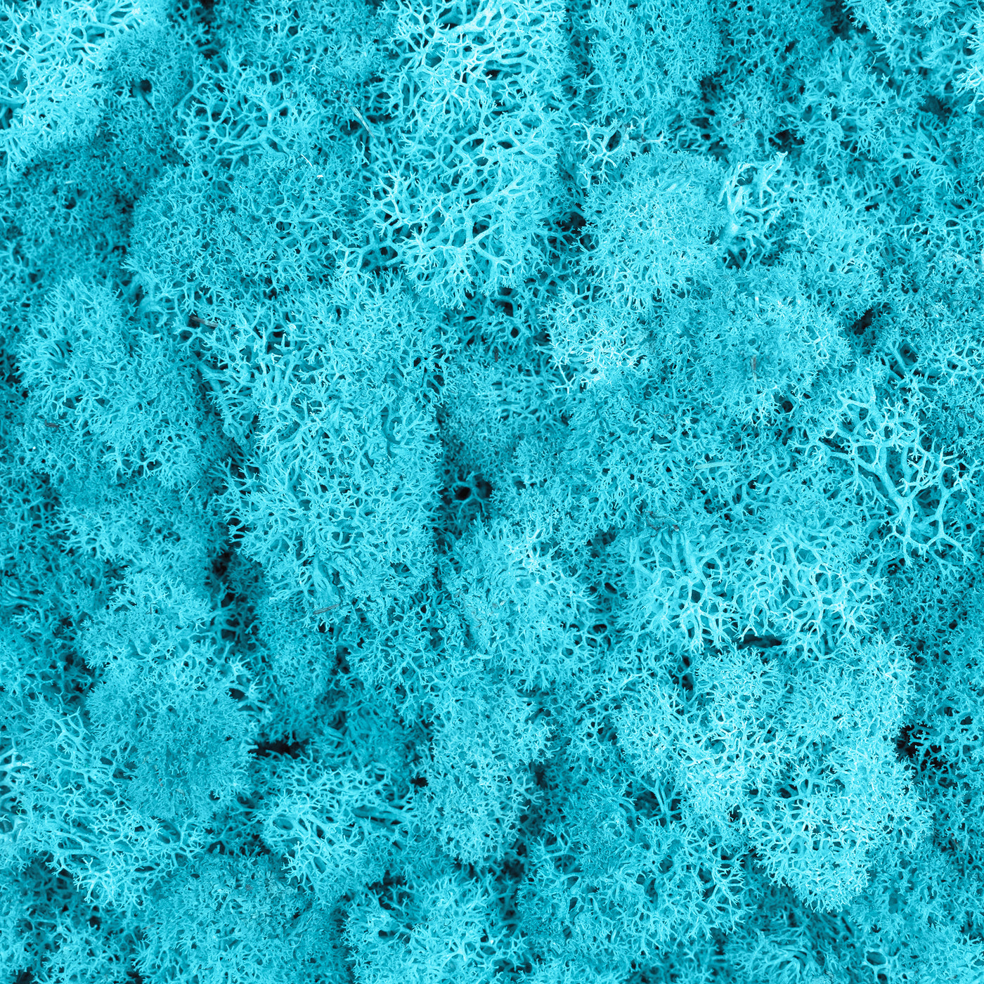 Licheni curatati si fara radacina conservati 500g NET, calitate ULTRA PREMIUM, albastru azur deschis RR61