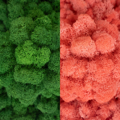 Licheni curatati si fara radacina in 2 culori 500g NET, calitate ULTRA PREMIUM, verde broccoli RR37 cu