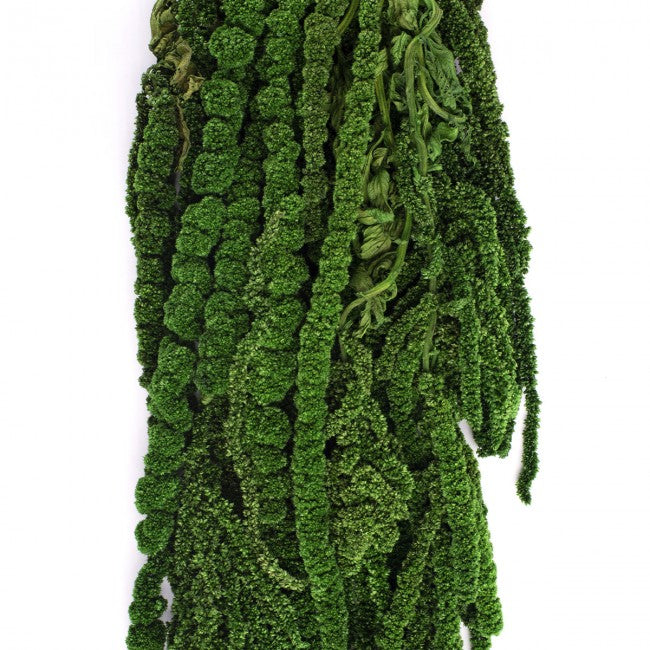 Crenguta conservata de Amaranthus H40-70 cm. verde inchis