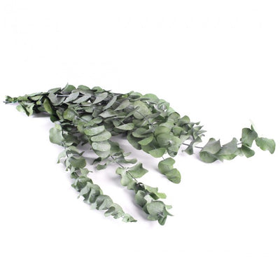 Crenguta conservata de Eucalipt cinerea H50-80 cm. verde