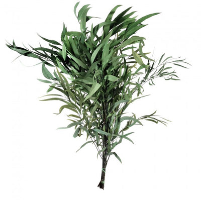 Crenguta conservata de Eucalipt nicoly H40-80 cm. verde deschis
