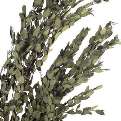 Crenguta conservata de Eucalipt parvifolia H40-80 cm. verde deschis