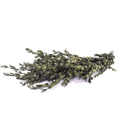 Crenguta conservata de Eucalipt parvifolia H40-80 cm. verde deschis