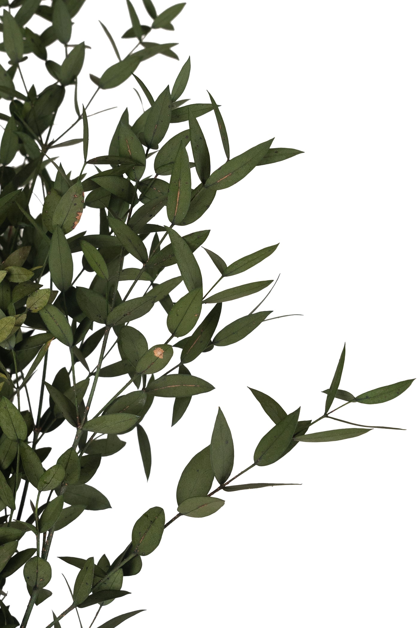 Crenguta conservata de Eucalipt parvifolia H60-70 cm. galbena
