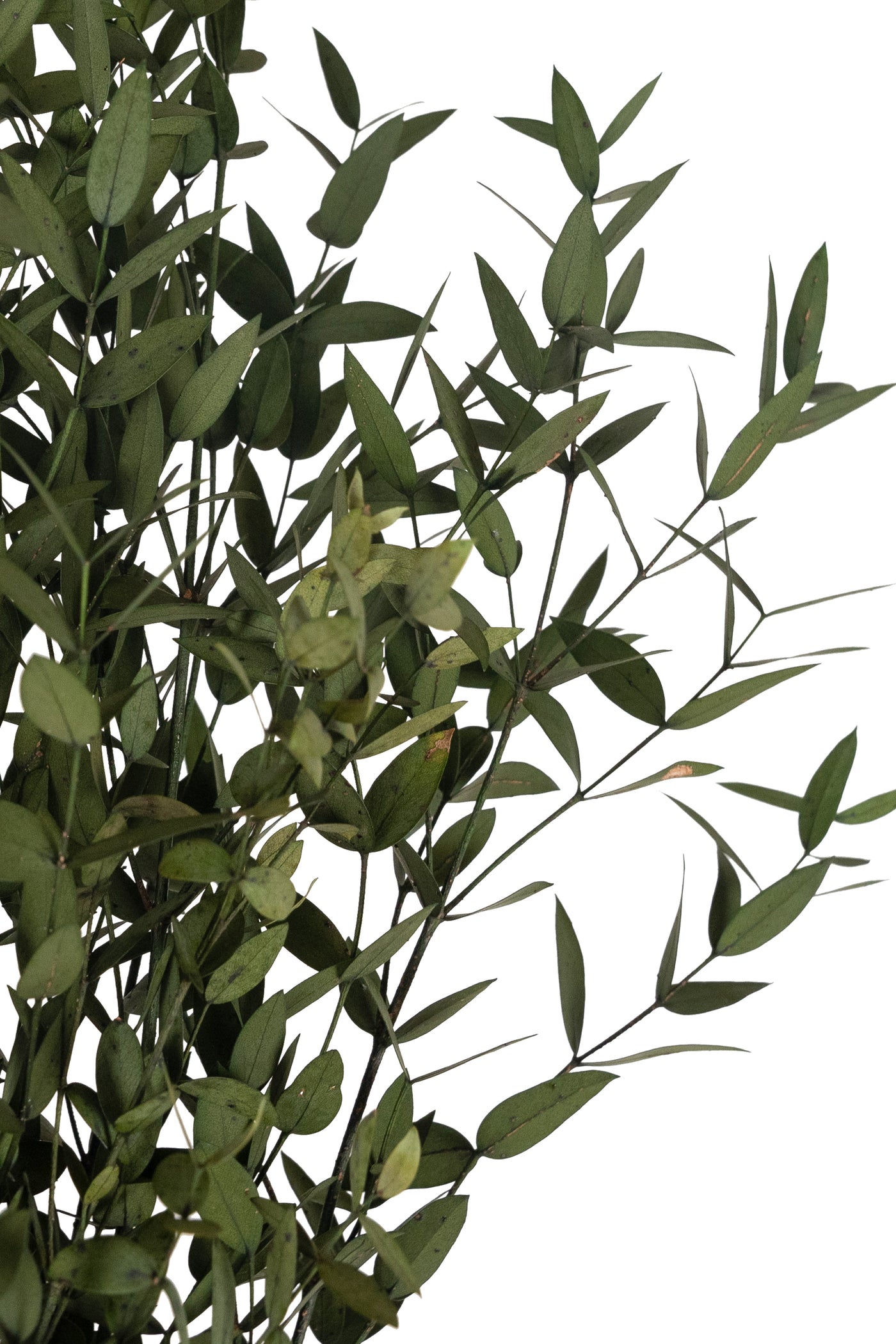 Crenguta conservata de Eucalipt parvifolia H60-70 cm. galbena