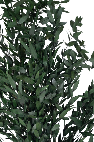 Crenguta conservata de Eucalipt parvifolia H60-70 cm. verde inchis RR1