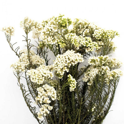 Crenguta conservata de Helychrisium diosmi H30-60 cm. alb