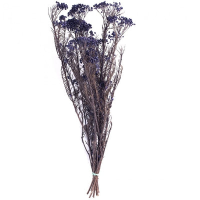 Crenguta conservata de Helychrisium diosmi H30-60 cm. albastru