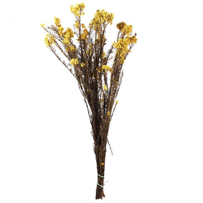 Crenguta conservata de Helychrisium diosmi H30-60 cm. galben intens