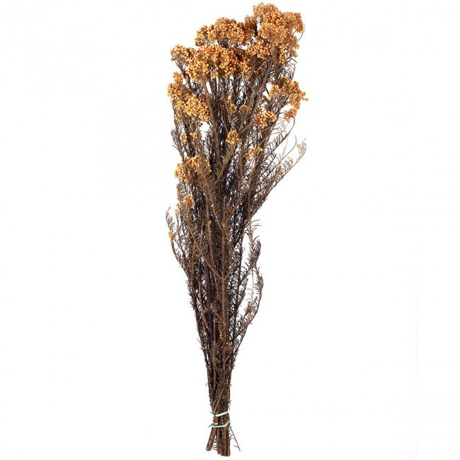 Crenguta conservata de Helychrisium diosmi H30-60 cm. portocaliu