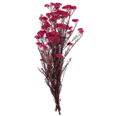 Crenguta conservata de Helychrisium diosmi H30-60 cm. roz