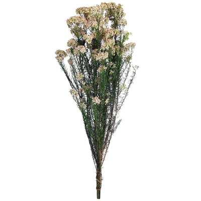 Crenguta conservata de Helychrisium diosmi H60-70 cm. alb