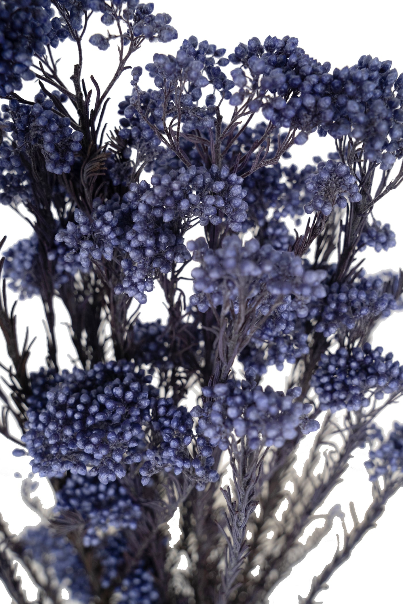 Crenguta conservata de Helychrisium diosmi H60-70 cm. albastru