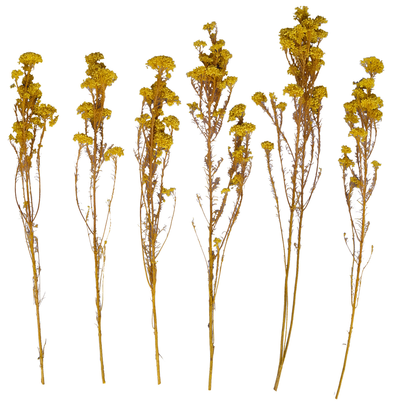 Crenguta conservata de Helychrisium diosmi H60-70 cm. galben