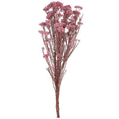 Crenguta conservata de Helychrisium diosmi H60-70 cm. mov