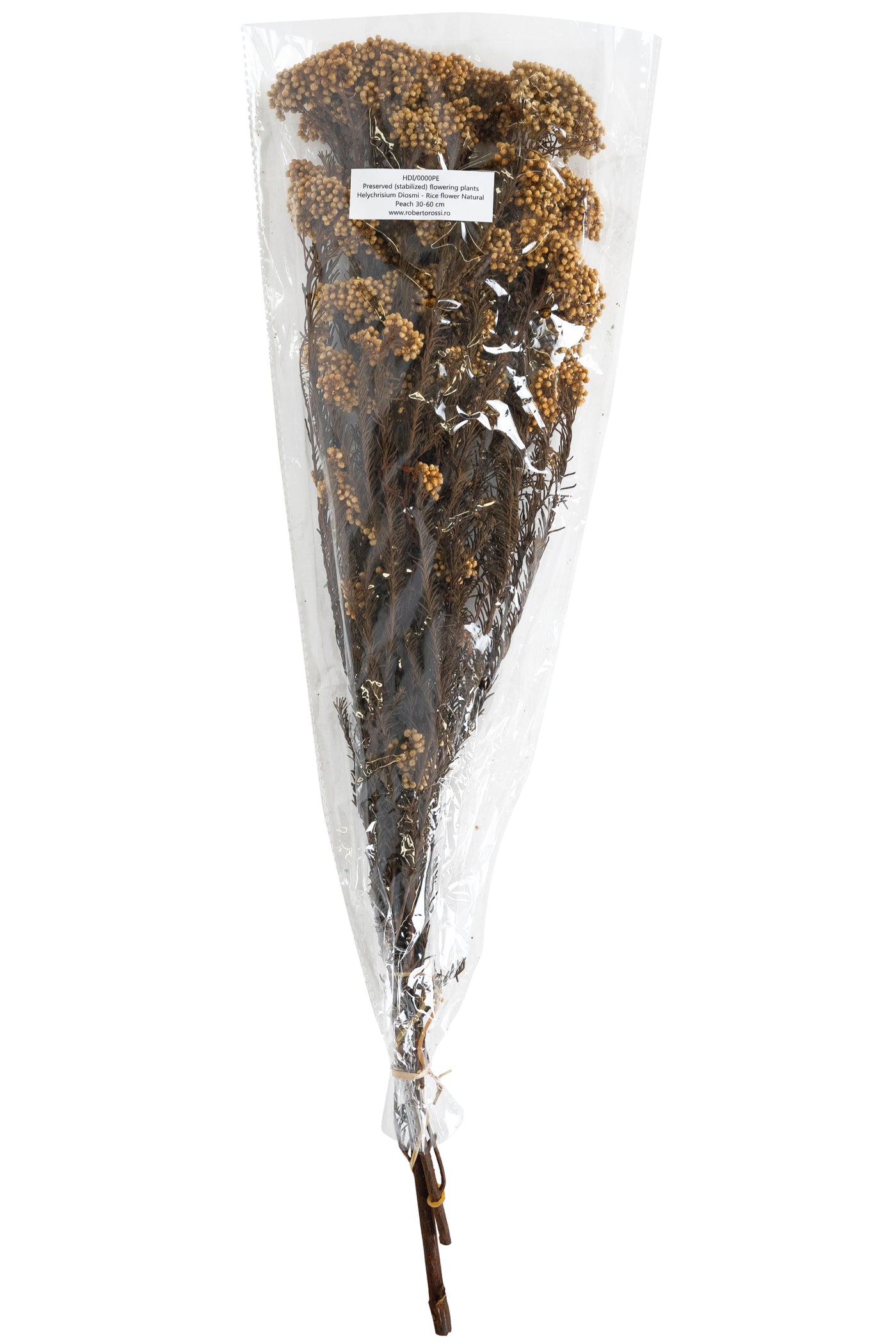 Crenguta conservata de Helychrisium diosmi H60-70 cm. piersica