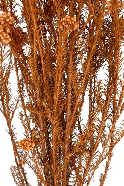 Crenguta conservata de Helychrisium diosmi H60-70 cm. portocaliu