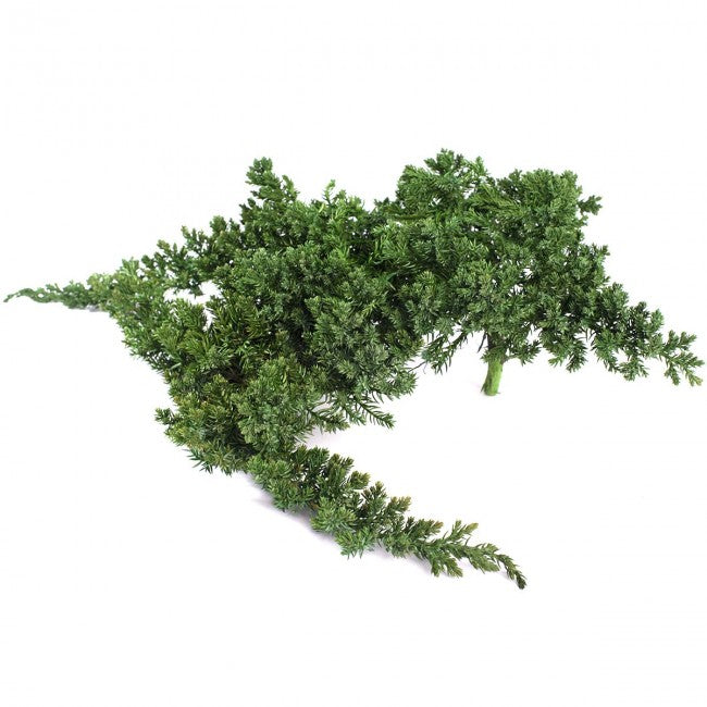 Crenguta conservata de Juniperus H15-25 cm. verde