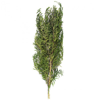 Crenguta conservata de Podocarpus weeping H40-80 cm. verde