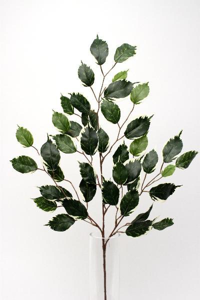 Crenguta de Ficus variegata 65 cm HO verde