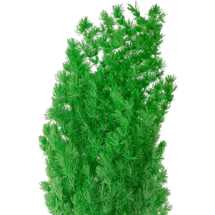 Legatura Crengute conservate Aralia ming H50-60 cm verde neon RR36