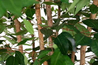 Copac artificial H270cm Ficus benjamina cu trunchiuri din lemn impletite cu 3024 frunze
