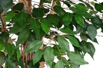 Copac artificial H270cm Ficus benjamina cu trunchiuri din lemn impletite cu 3024 frunze