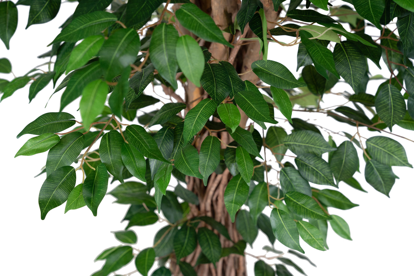 Copac artificial H300cm Ficus benjamina cu trunchiuri din lemn impletite cu 3680 frunze
